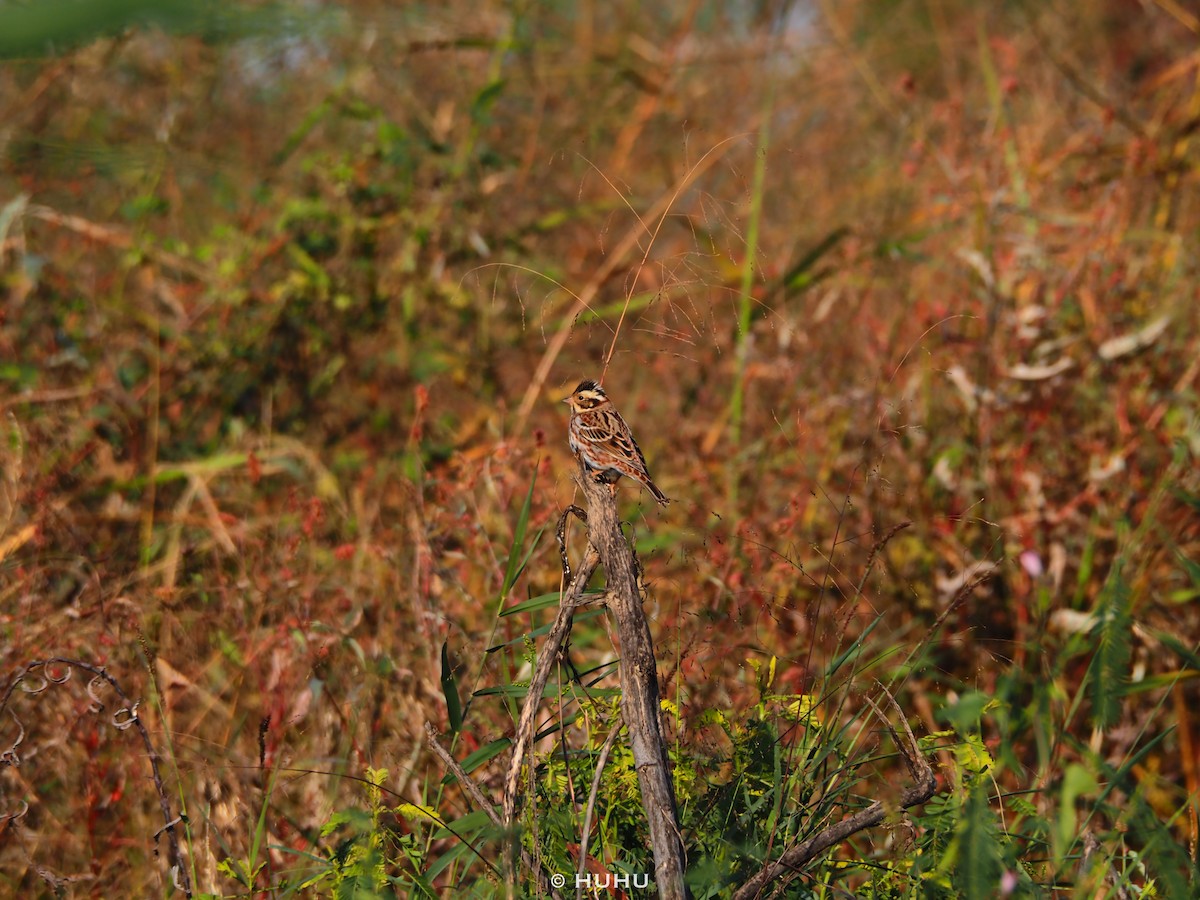 Rustic Bunting - ML645437399