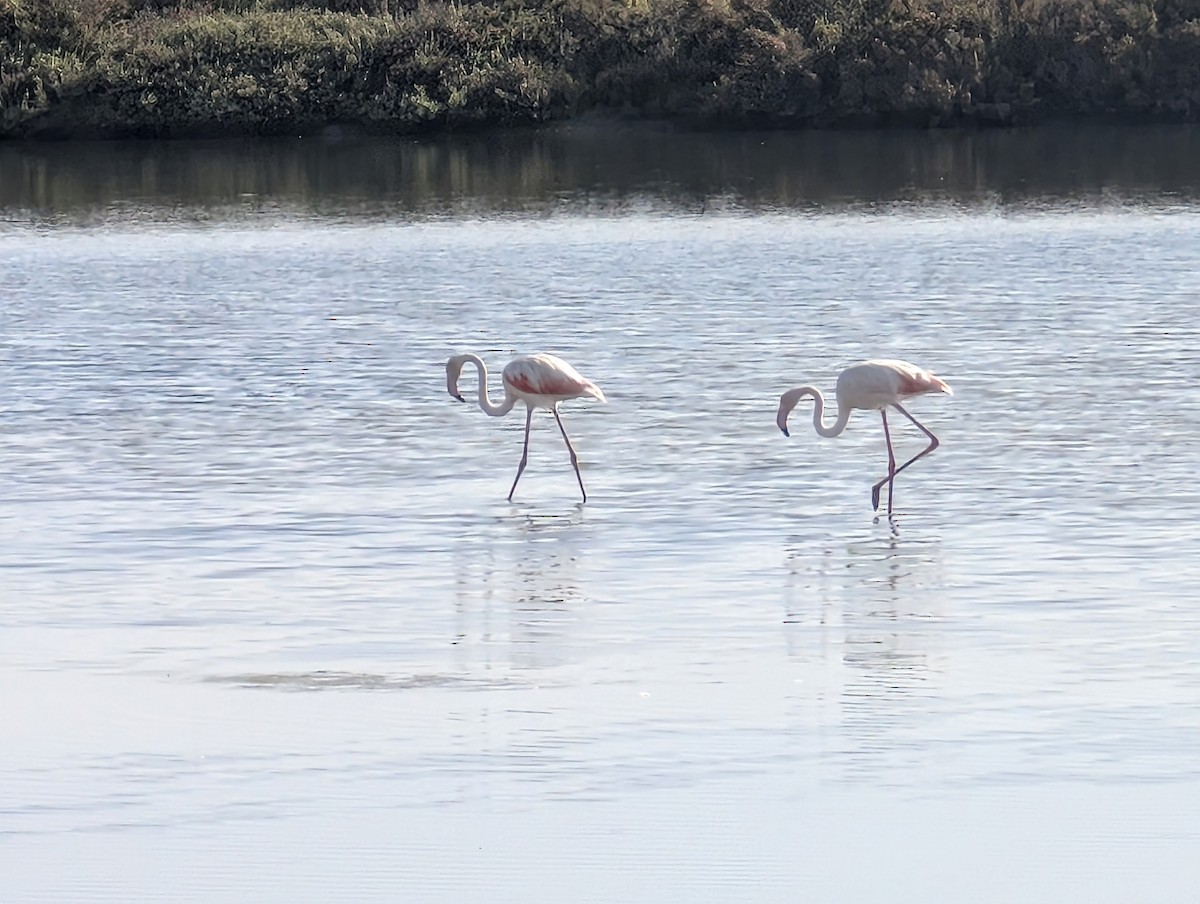 plameňák růžový - ML645437400