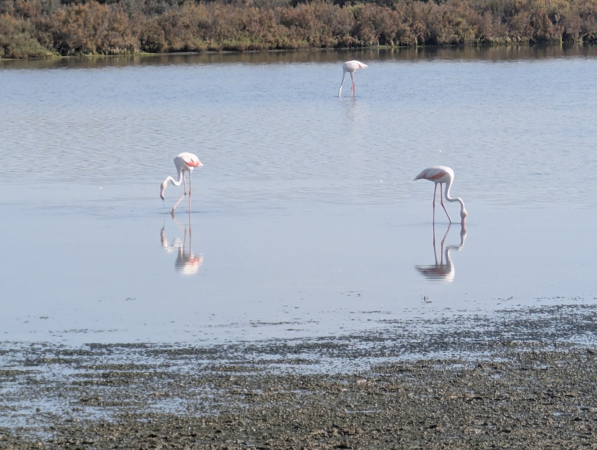 plameňák růžový - ML645437401