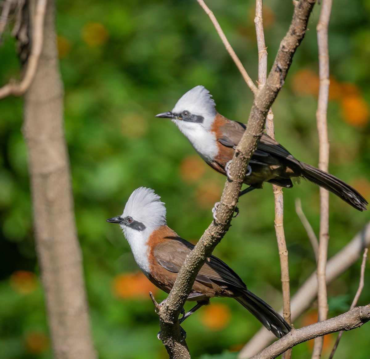White-crested Laughingthrush - ML645437402