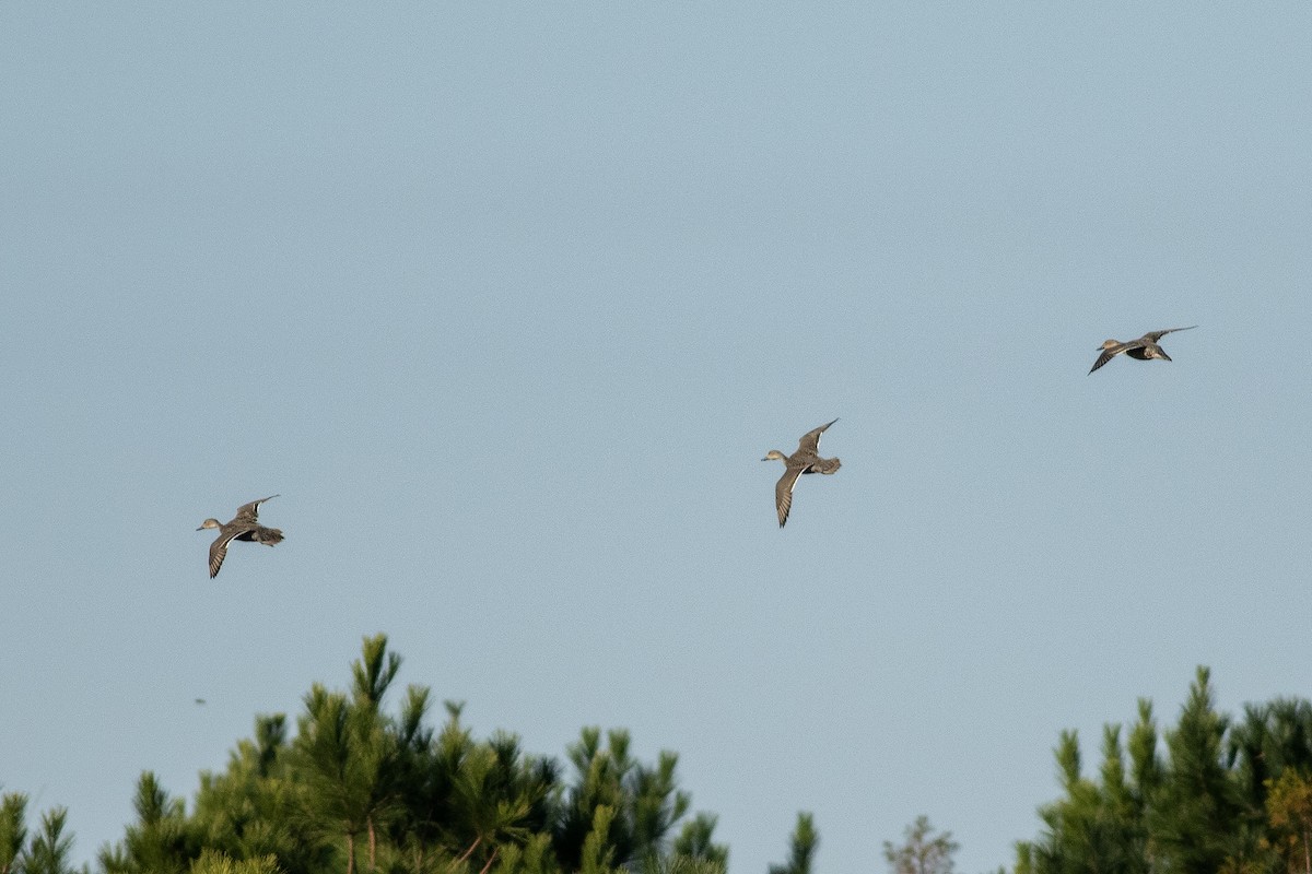 ostralka štíhlá - ML645437404