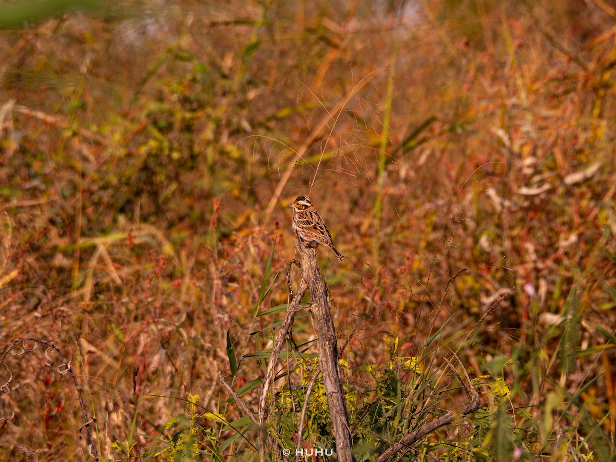 Rustic Bunting - ML645437405