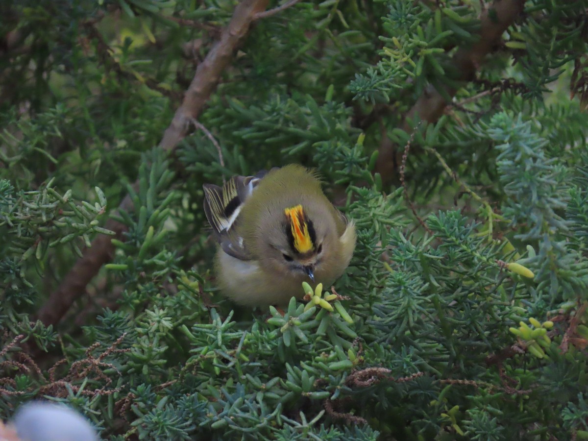 králíček obecný - ML645437407