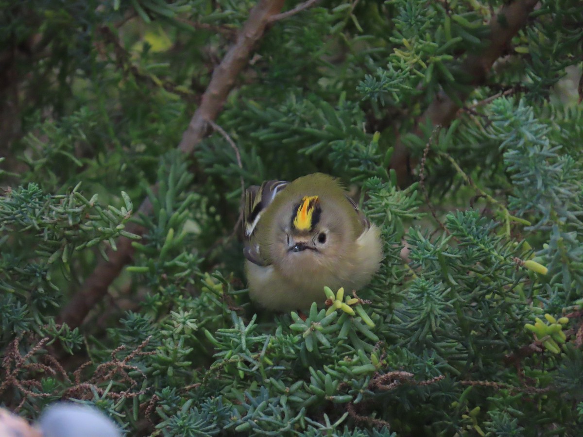 králíček obecný - ML645437408