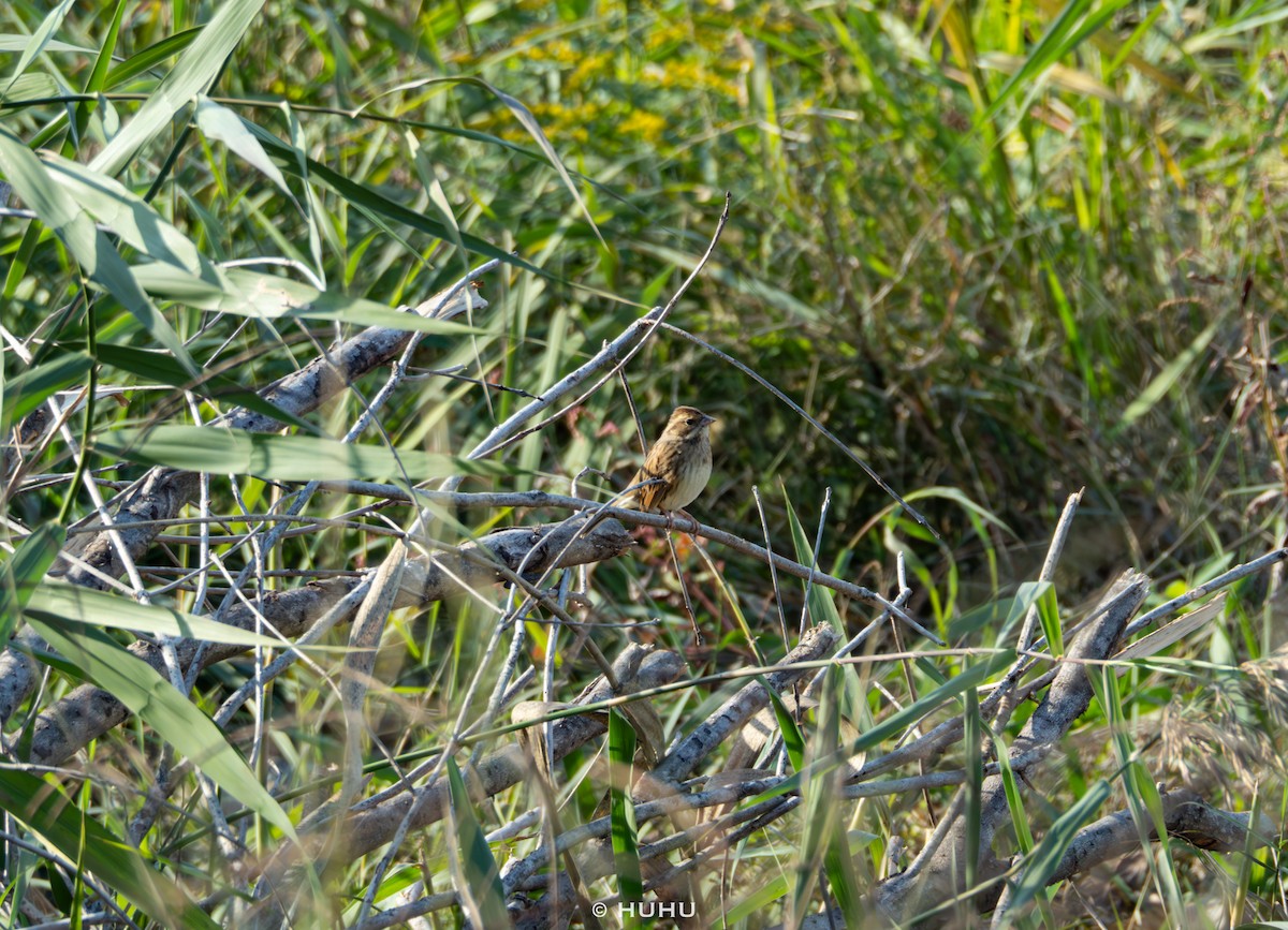 Black-faced Bunting - ML645437410