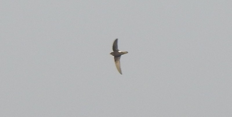 rorýs domovní - ML645437411