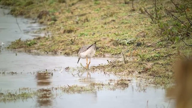 Коловодник жовтоногий - ML645437413