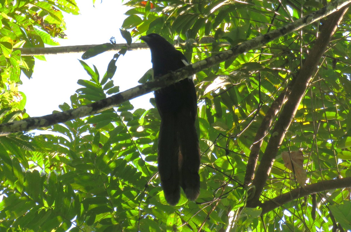 kukačka goliáš - ML645437414