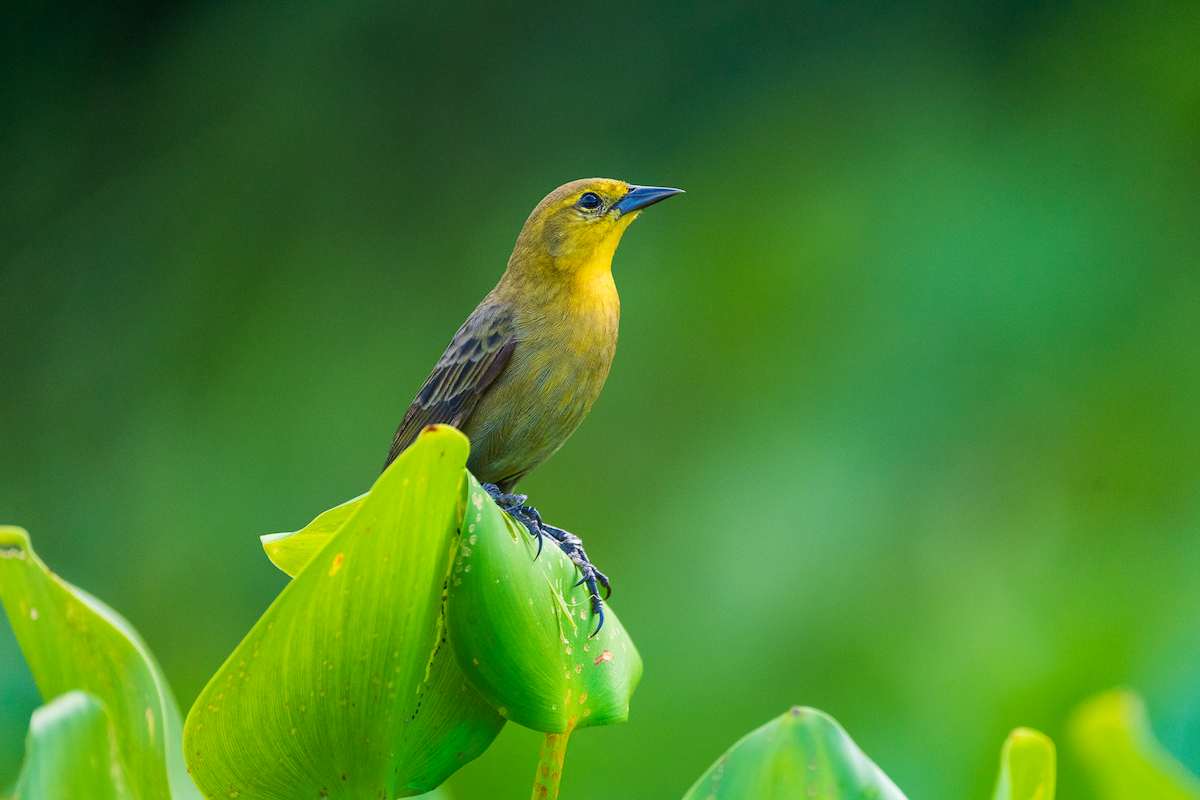 Yellow-hooded Blackbird - ML645437415