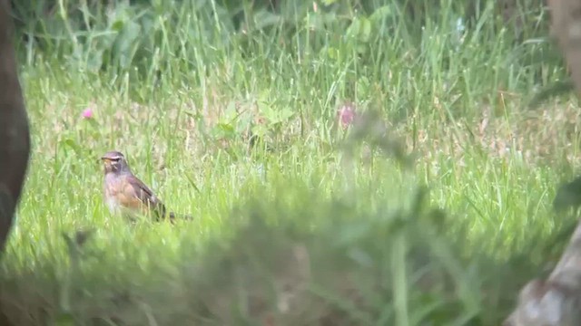 Дрізд вузькобровий - ML645437416