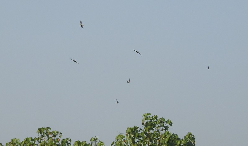 rorýs palmový - ML645437418