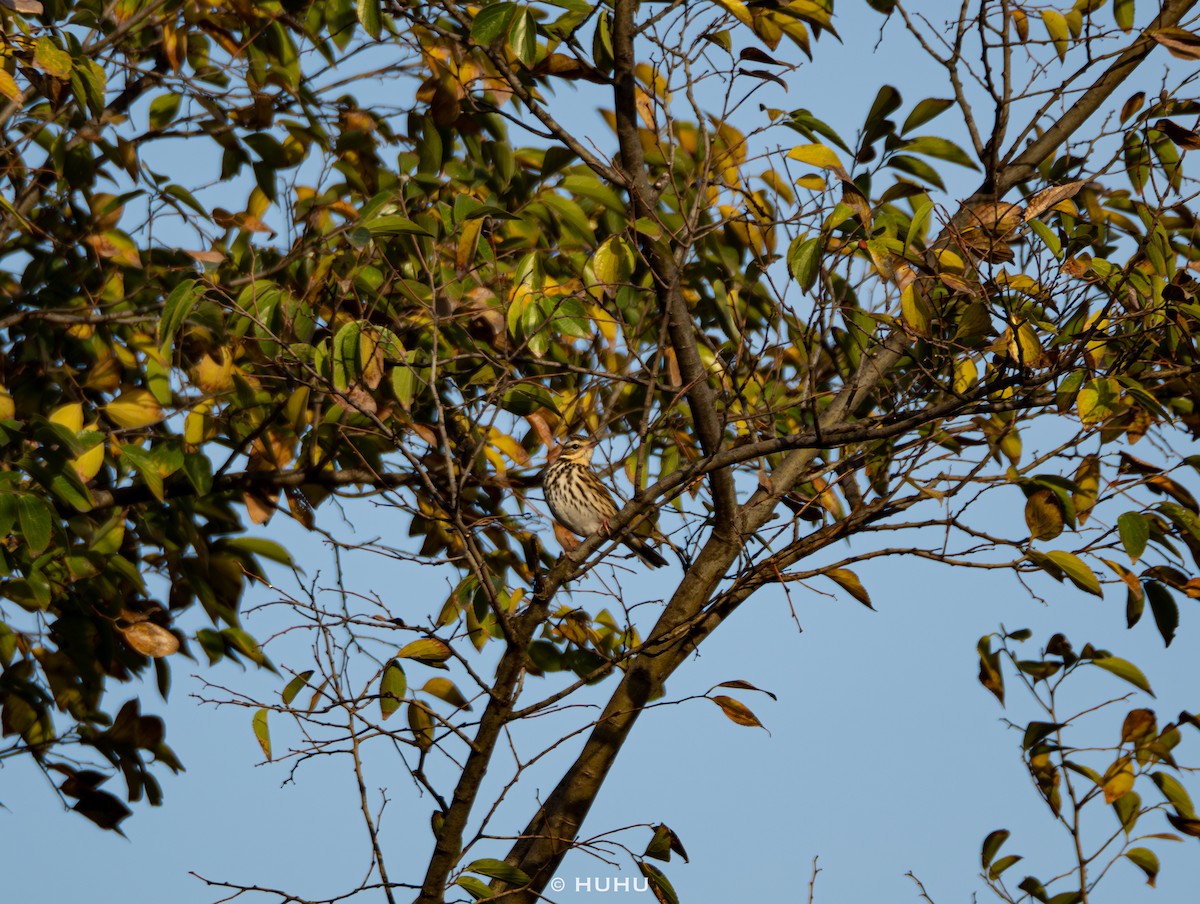 Olive-backed Pipit - ML645437419