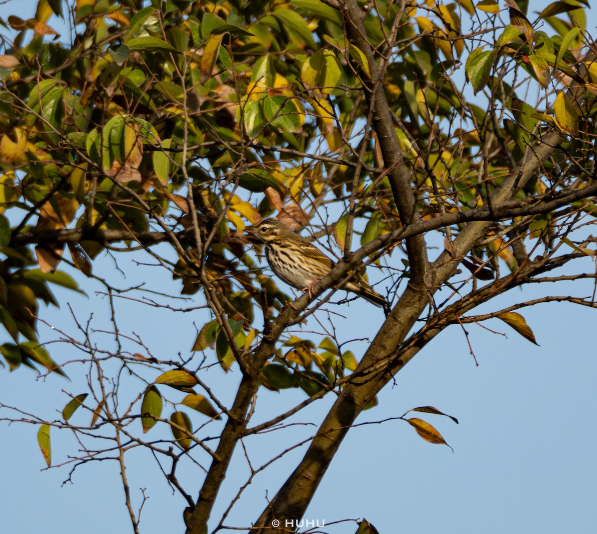 Olive-backed Pipit - ML645437420