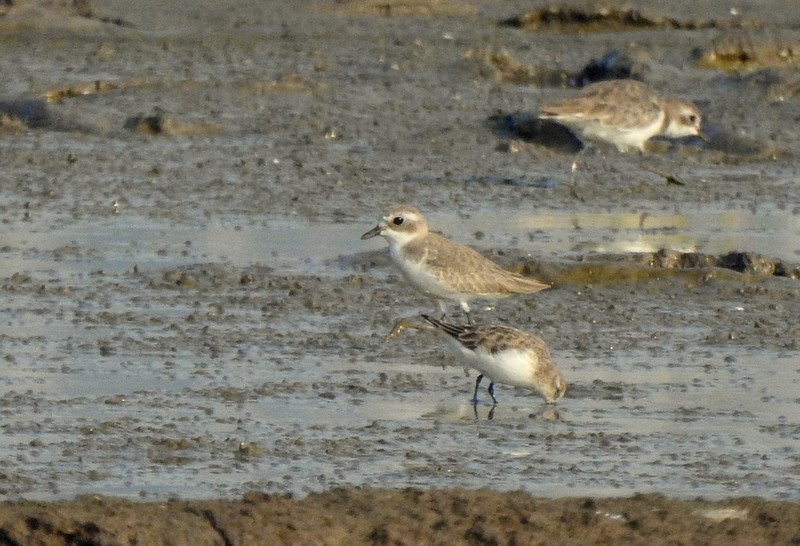 kulík tibetský - ML645437421