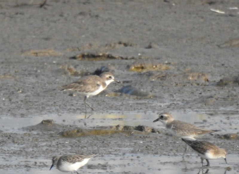 kulík tibetský - ML645437422