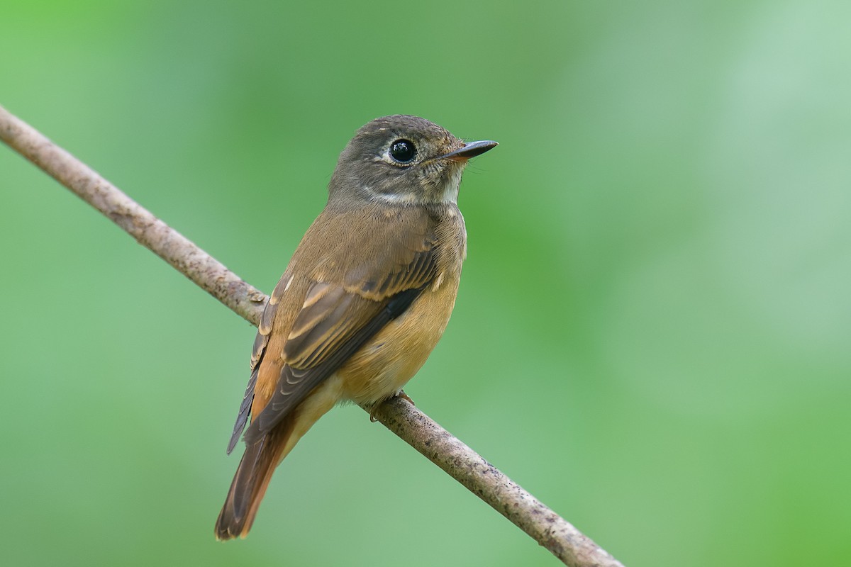 Ferruginous Flycatcher - ML645437427