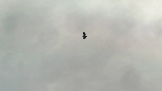 Орлан-білохвіст - ML645437430