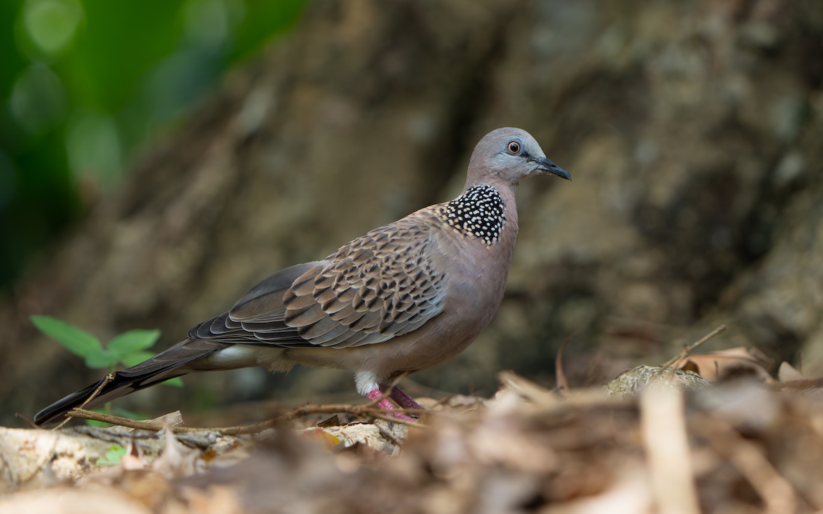 Spotted Dove - ML645437439