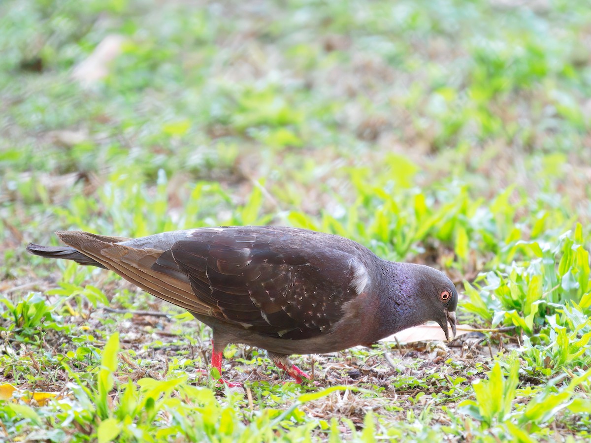 Rock Pigeon (Feral Pigeon) - ML645437442