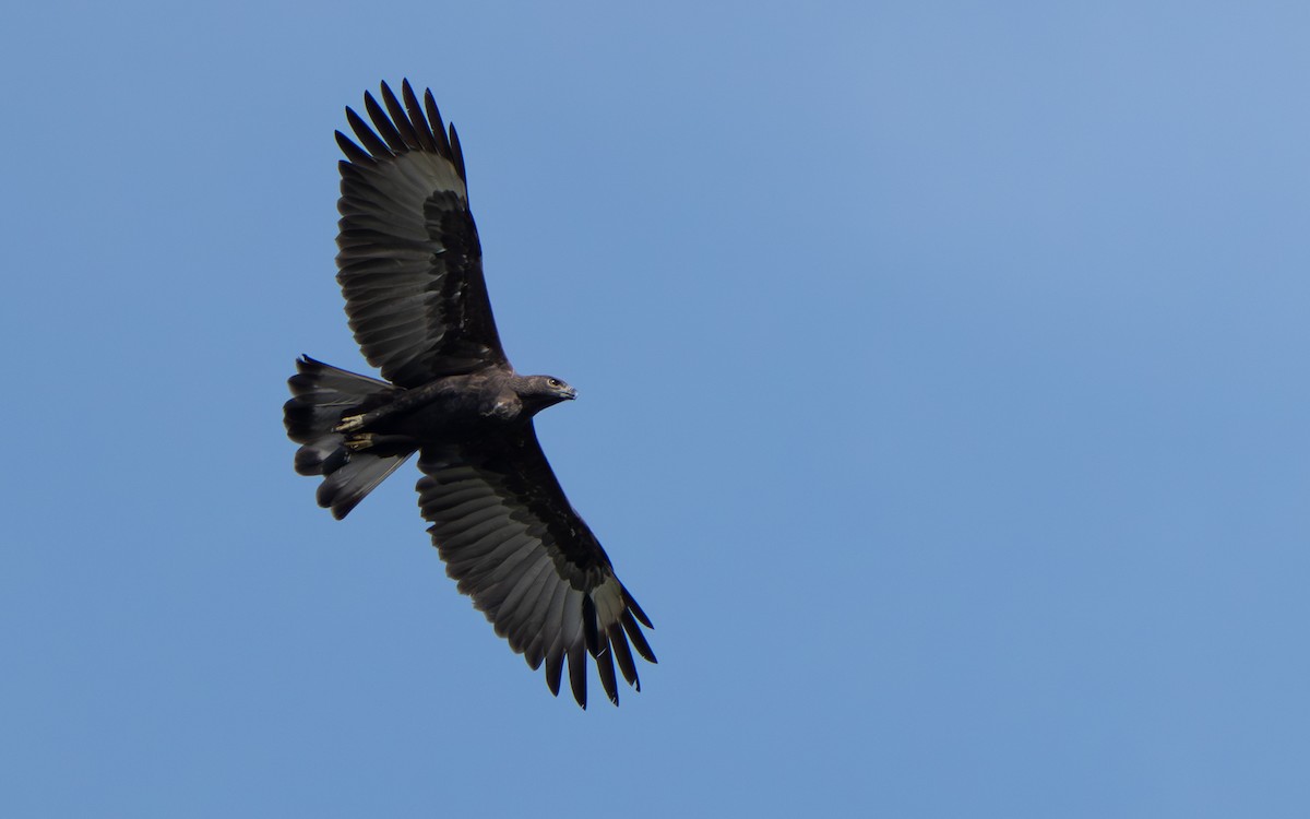 Changeable Hawk-Eagle - ML645437445