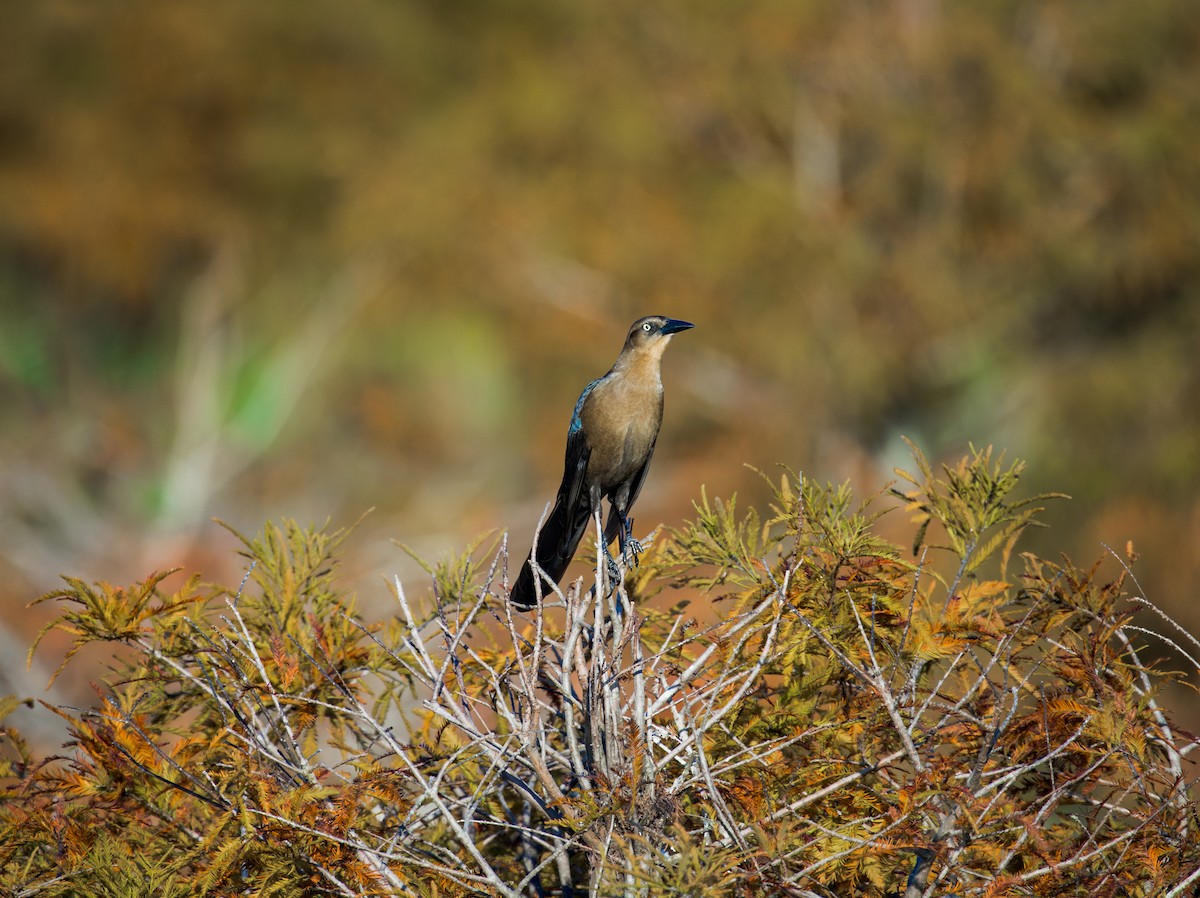 Great-tailed Grackle - ML645437446