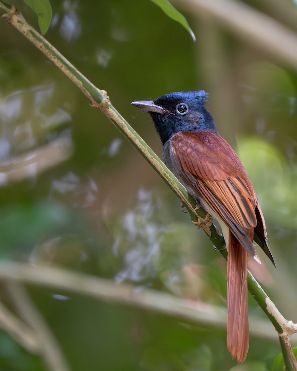 Amur Paradise-Flycatcher - ML645437448