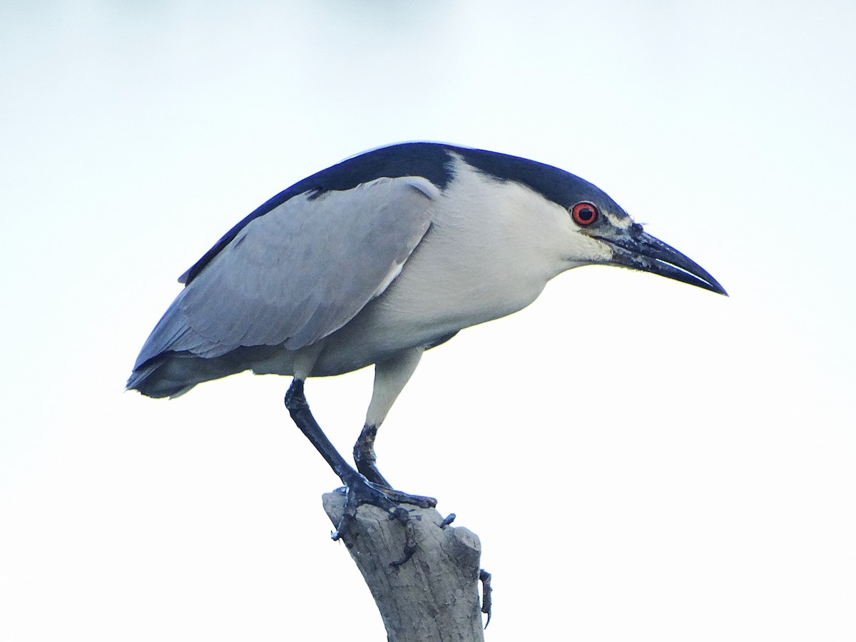 Black-crowned Night Heron - ML645437449