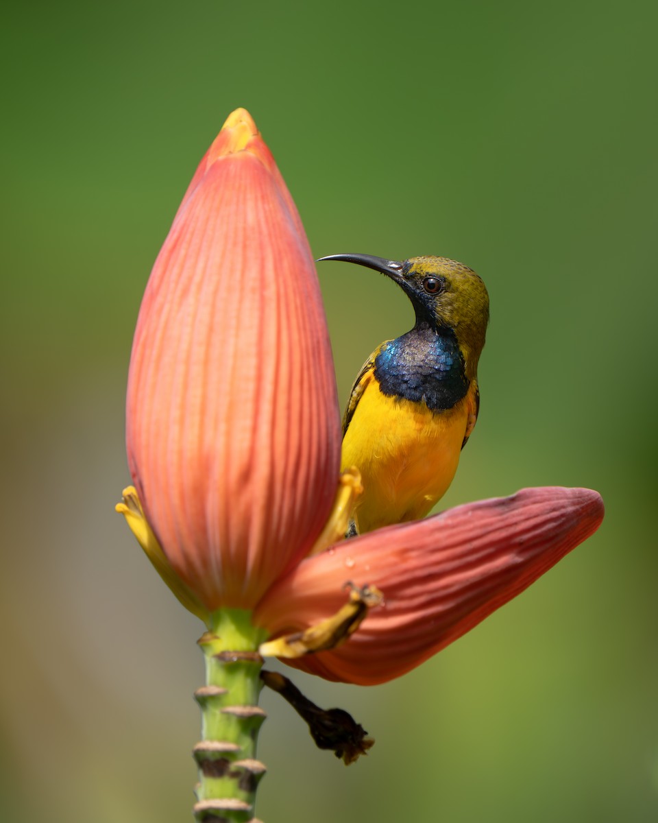 Ornate Sunbird - ML645437451