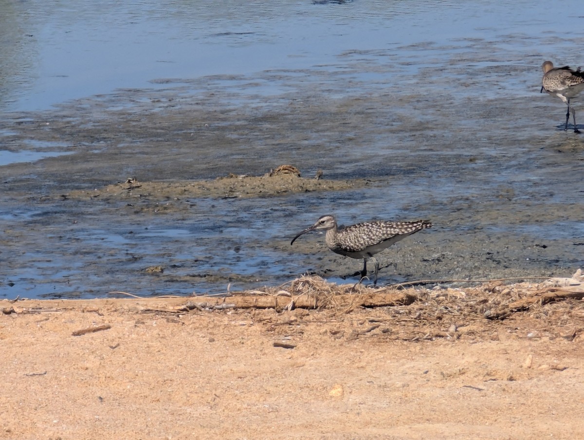 Eurasian Whimbrel - ML645437452