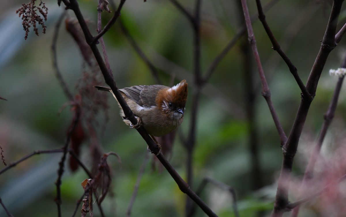 White-naped Yuhina - ML645437453