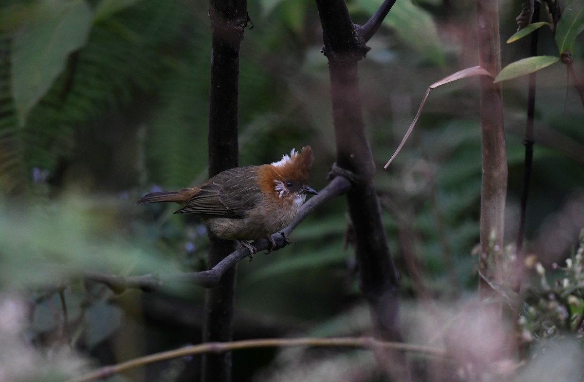 White-naped Yuhina - ML645437454