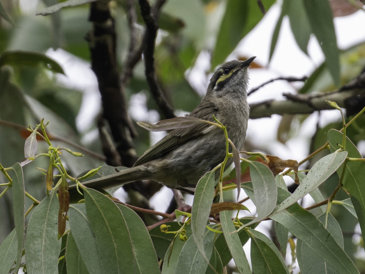 Yellow-faced Honeyeater - ML645437455