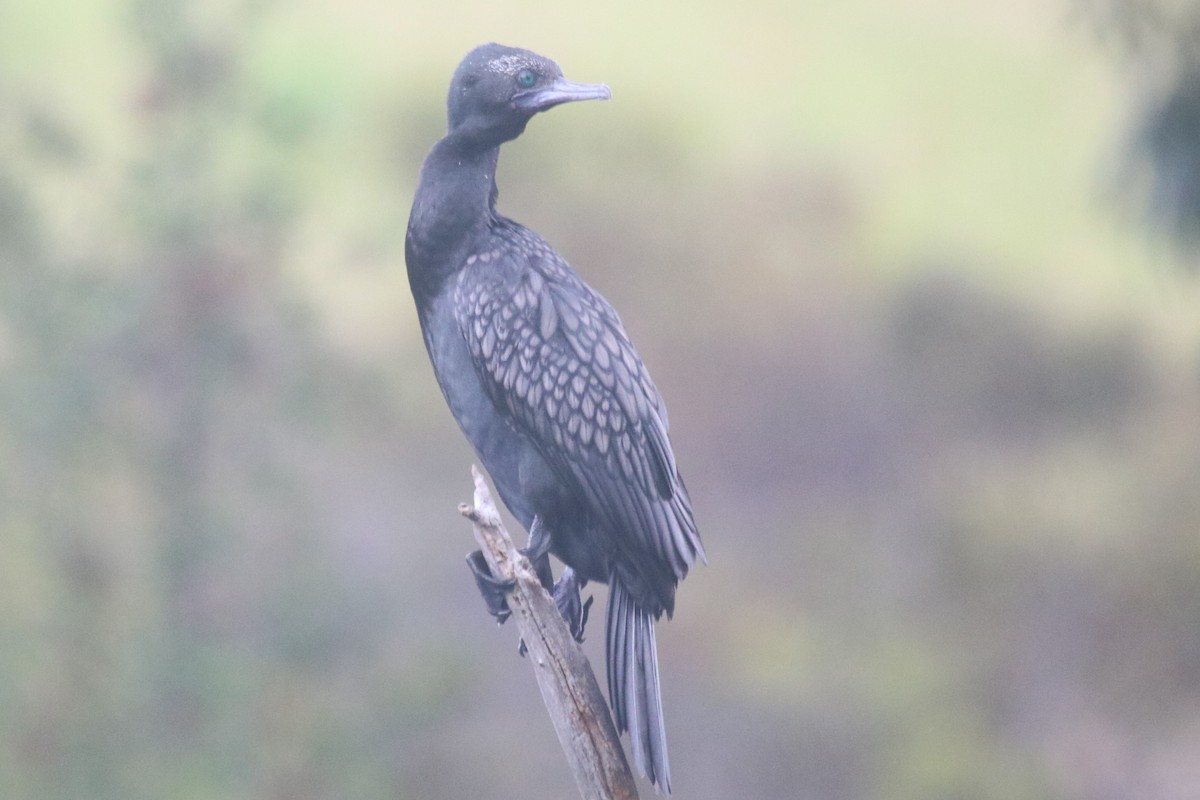 Little Black Cormorant - ML645437456