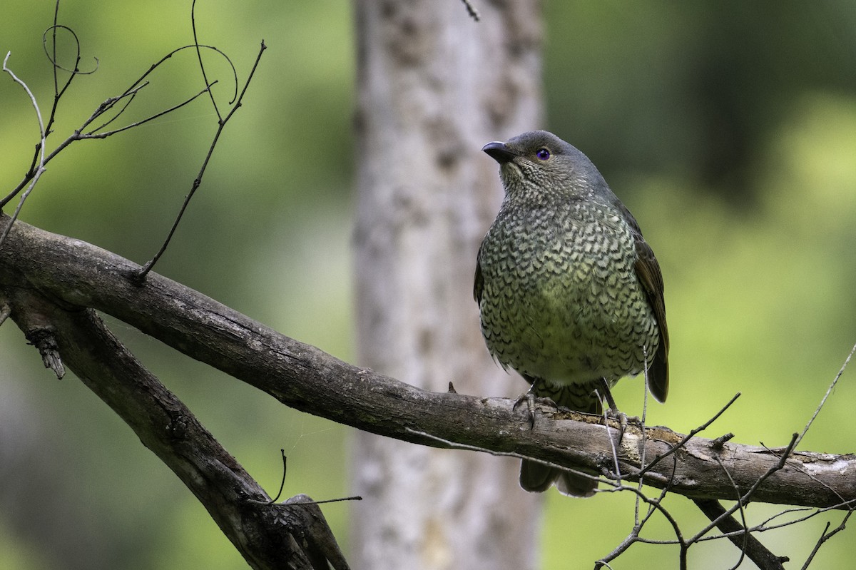 Satin Bowerbird - ML645437457