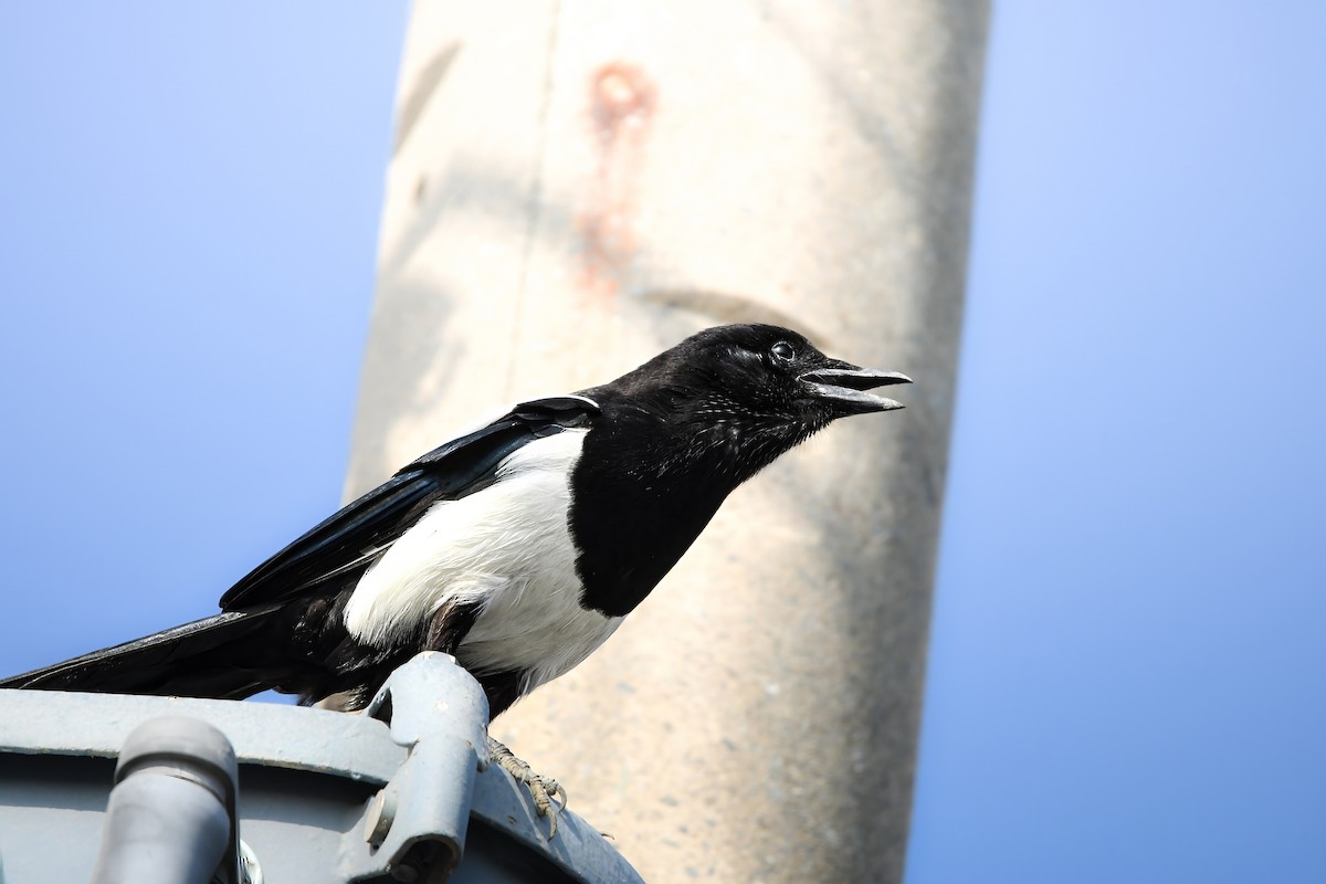 Oriental Magpie - ML645437458