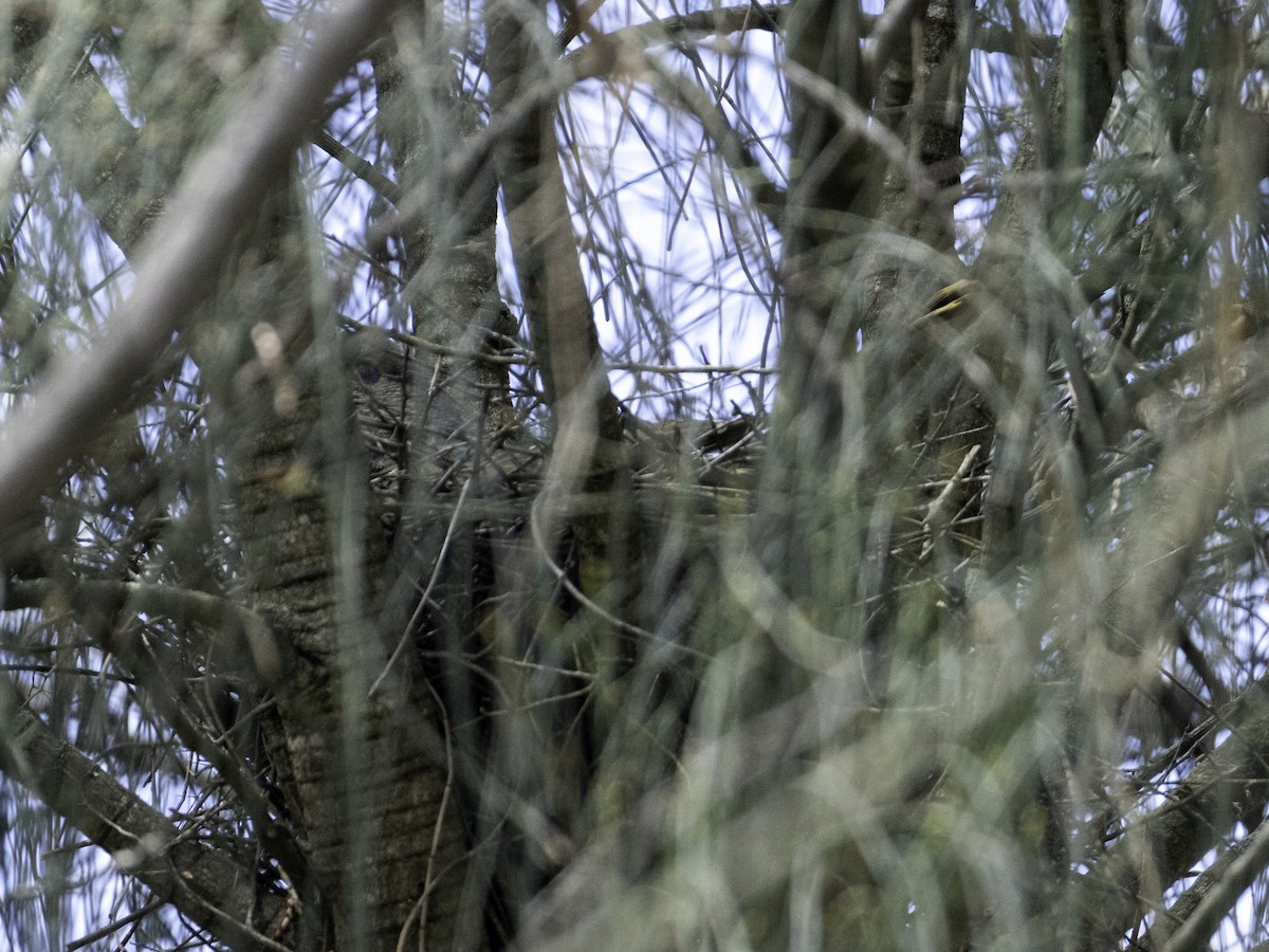 Satin Flycatcher - ML645437459