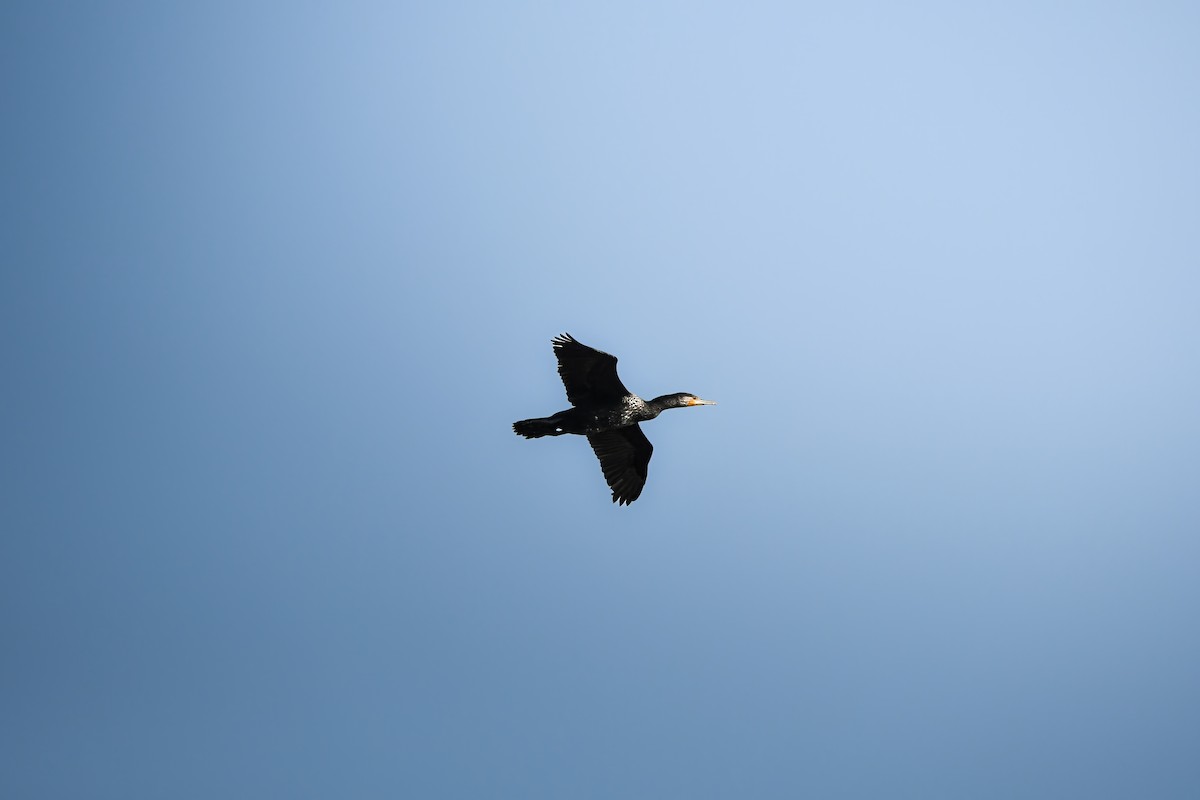 Great Cormorant - ML645437460