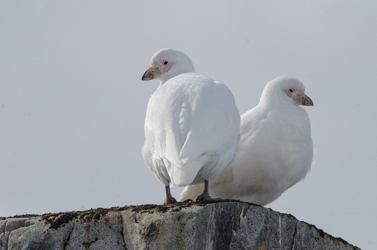 Snowy Sheathbill - ML645437461