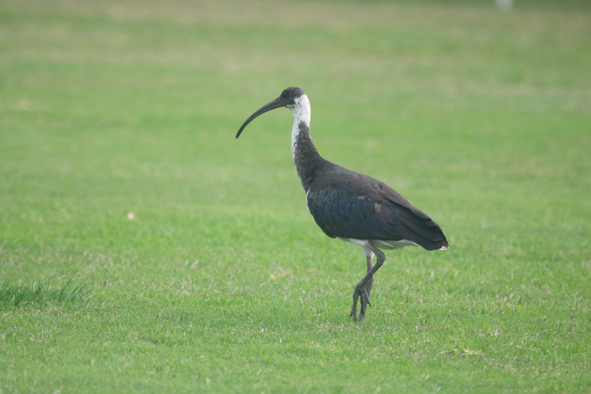 Straw-necked Ibis - ML645437462