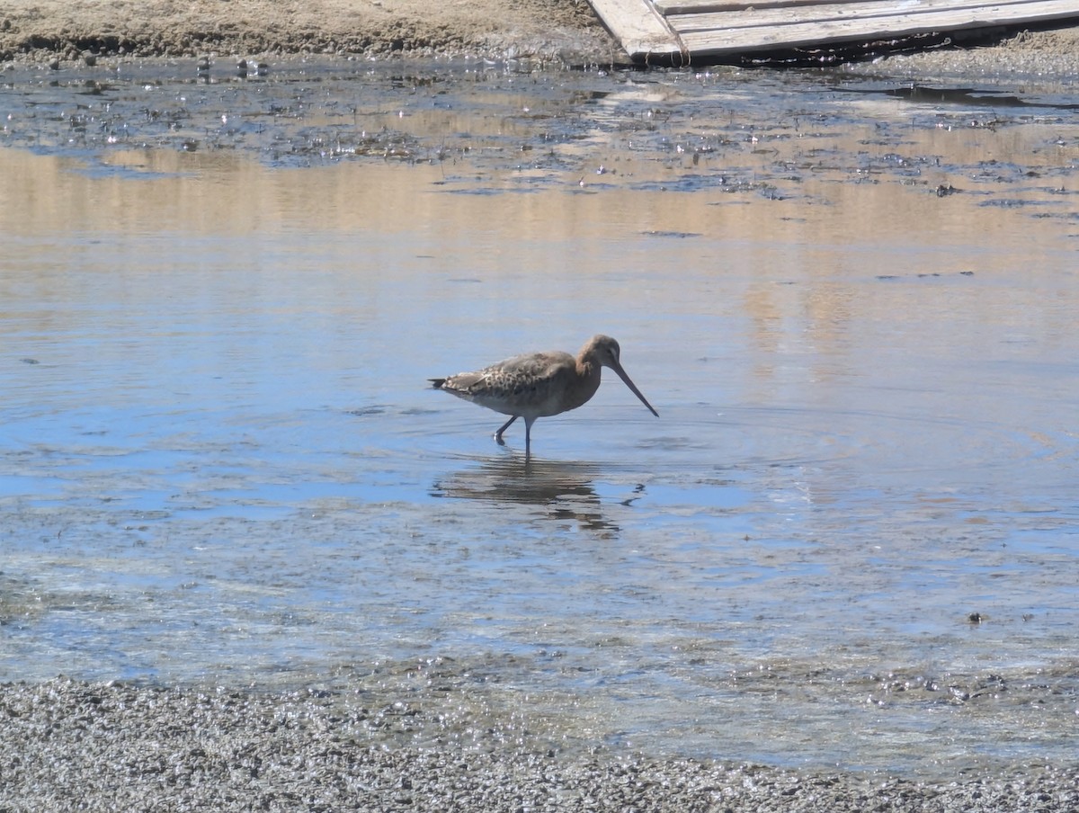 Black-tailed Godwit - ML645437469