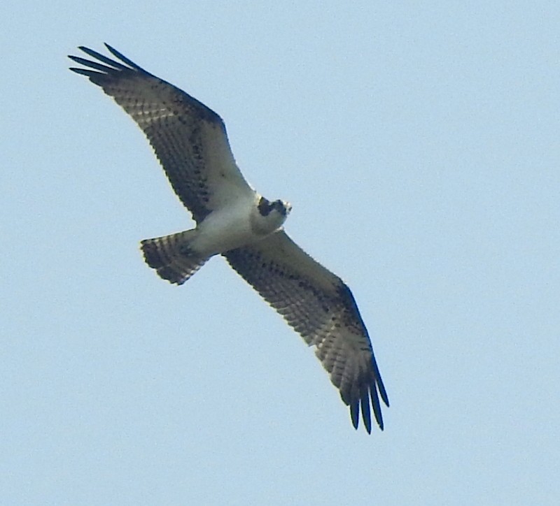 Osprey - ML645437470