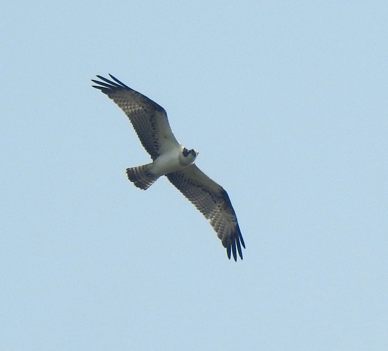 Osprey - ML645437471