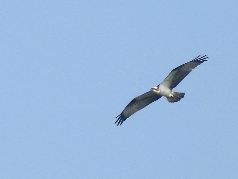 Osprey - ML645437472