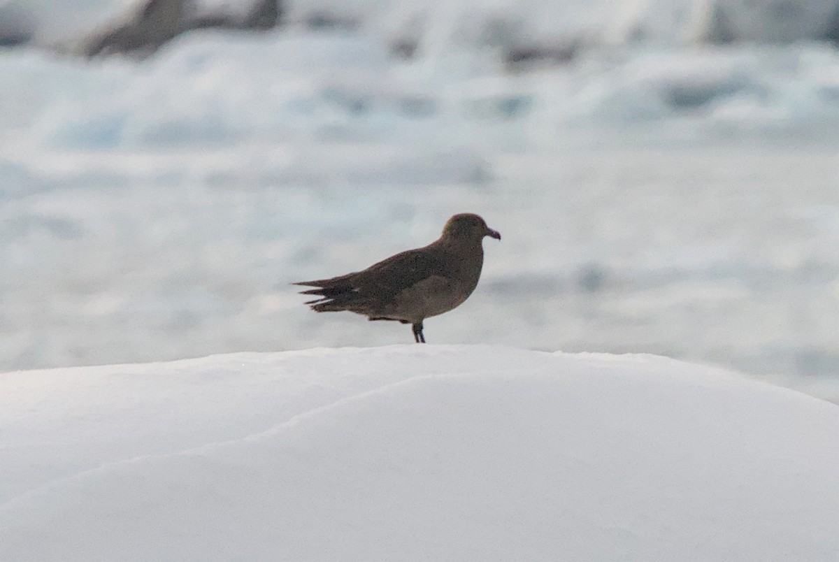 South Polar Skua - ML645437474