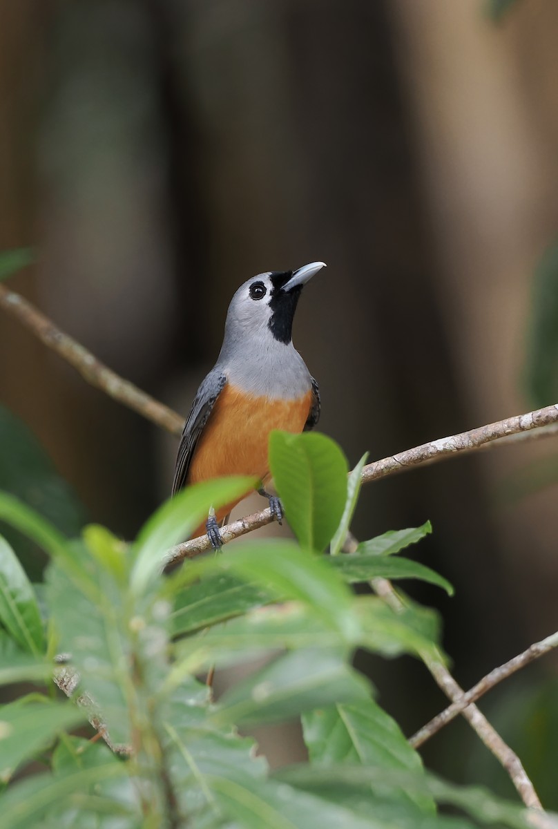 Black-faced Monarch - ML645437475