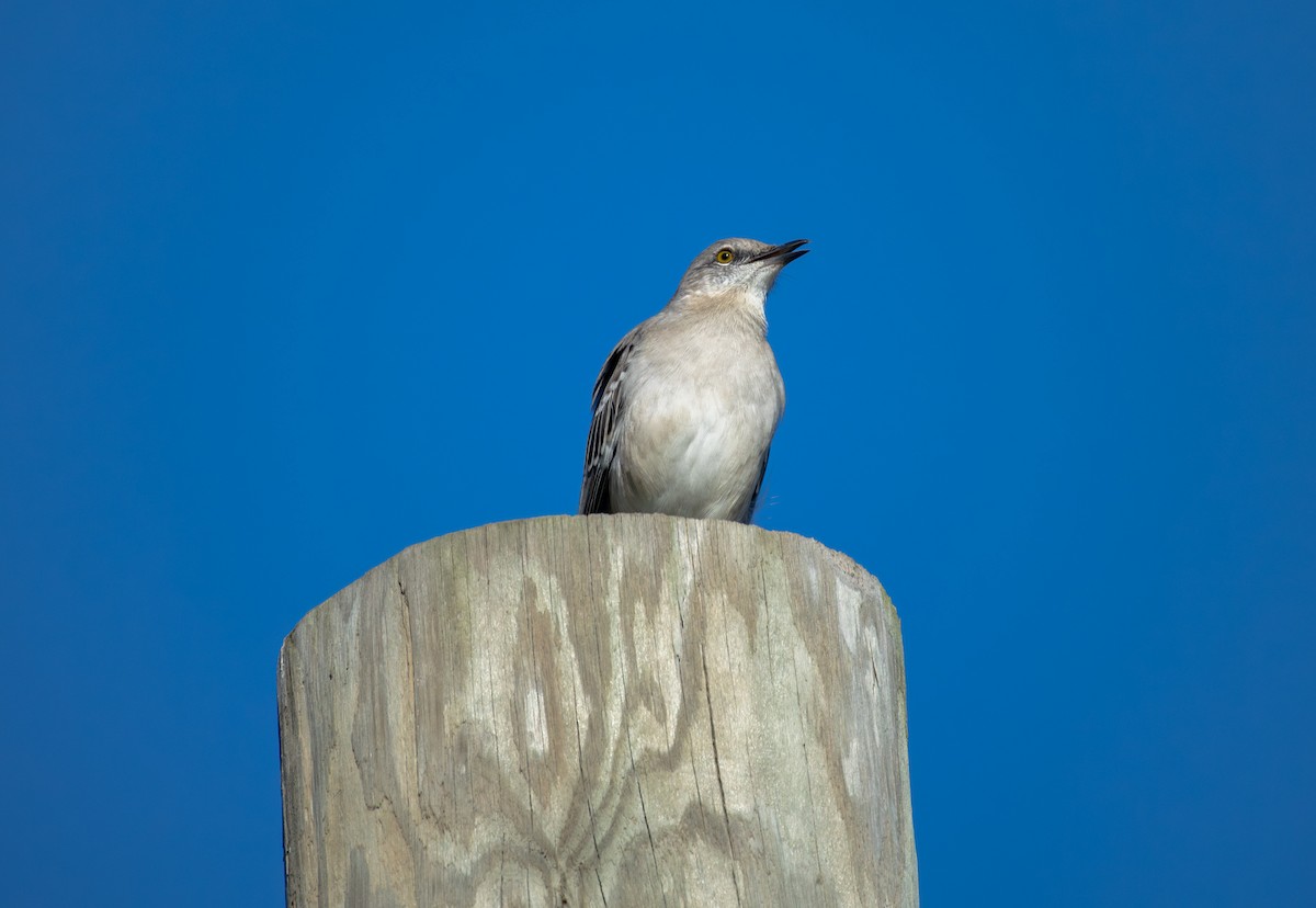 Northern Mockingbird - ML645437476