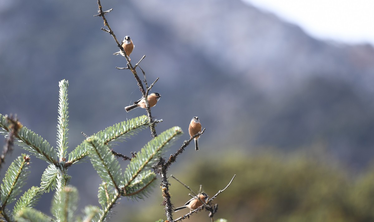 ruststjertmeis (iouschistos) - ML645437478