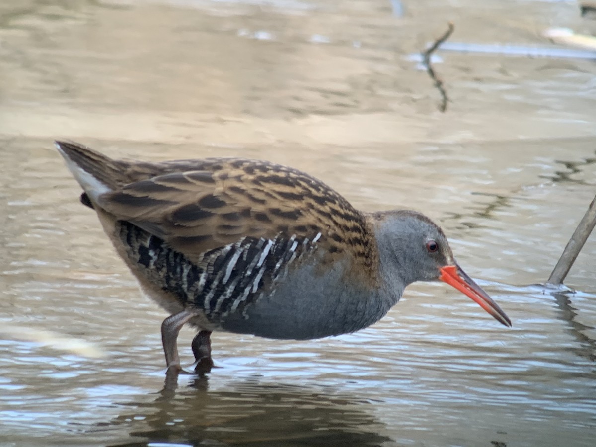 Water Rail - ML645437493