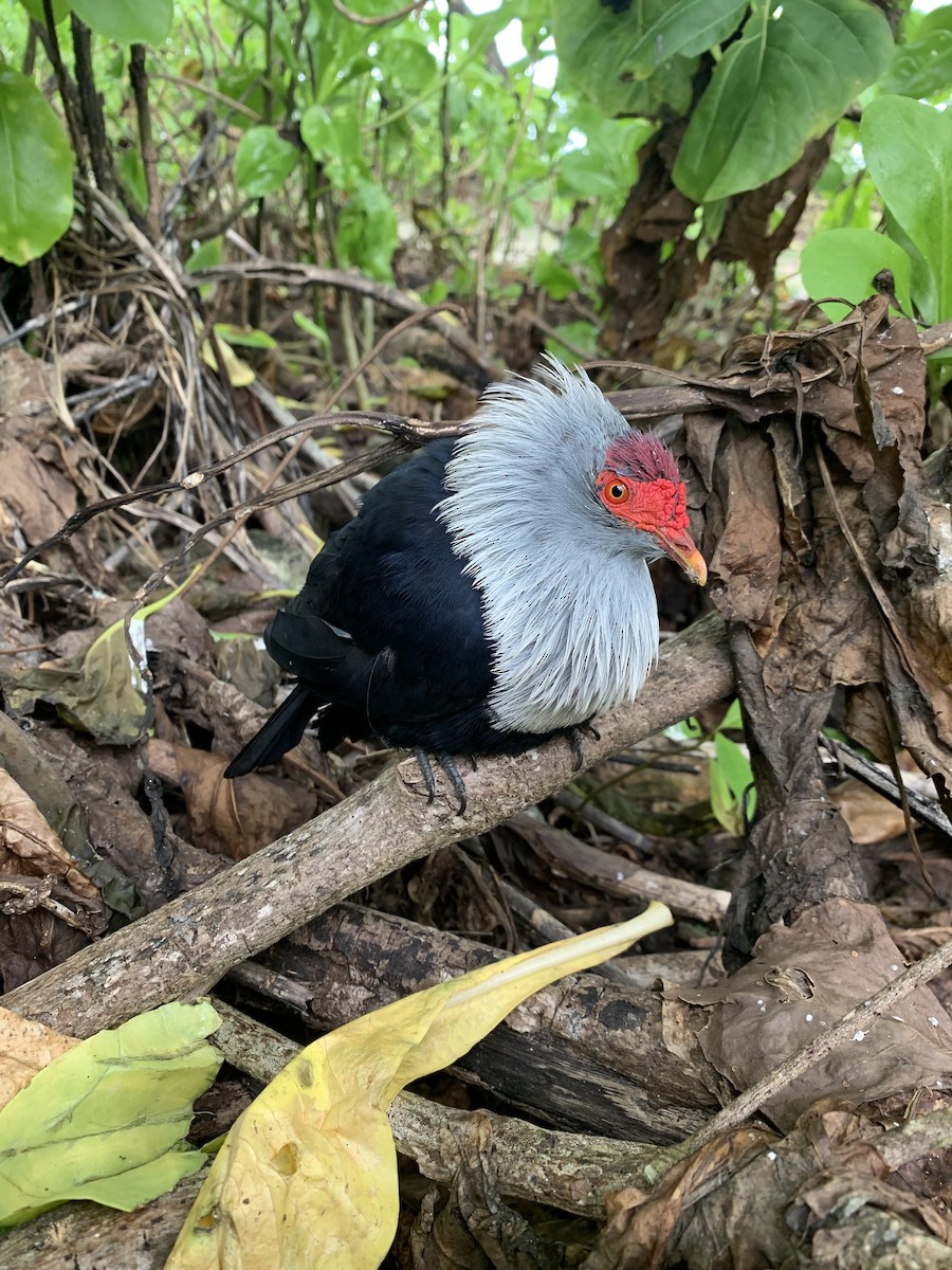 Seychelles Blue-Pigeon - ML645437496