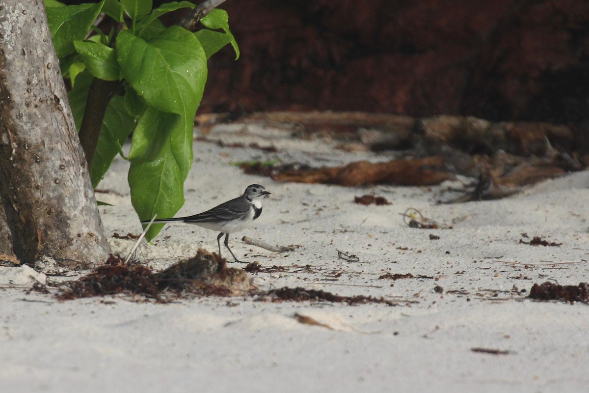 konipas bílý (ssp. alba/dukhunensis) - ML645437498
